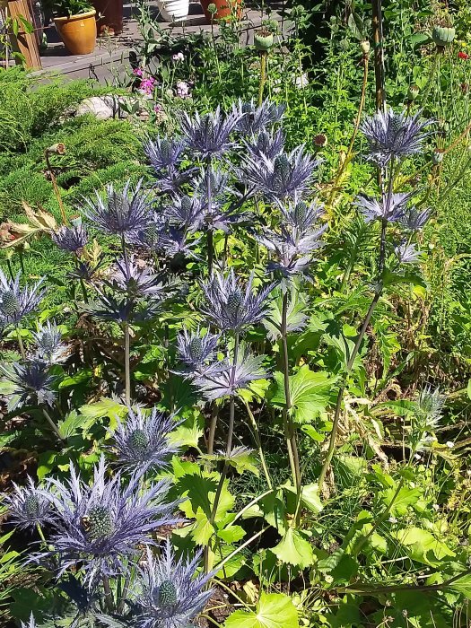 Silverblåa tistelliknande blommor i en solig trädgård som attraherar humlor.