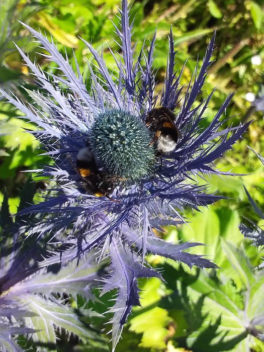 Humla på en silverblå distelblomma med spetsiga blad och en bollformad blomkärna.