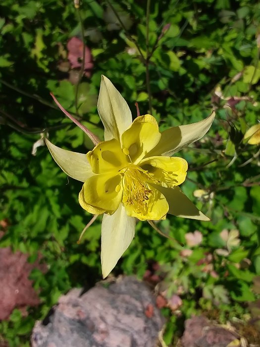 Närstående bild av en ljusgul blomma med kronblad och ståndare mot en suddig grön bakgrund.