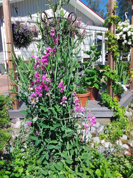 Silverblå växt populär hos humlor i blomstrande trädgård med träveranda i bakgrunden.