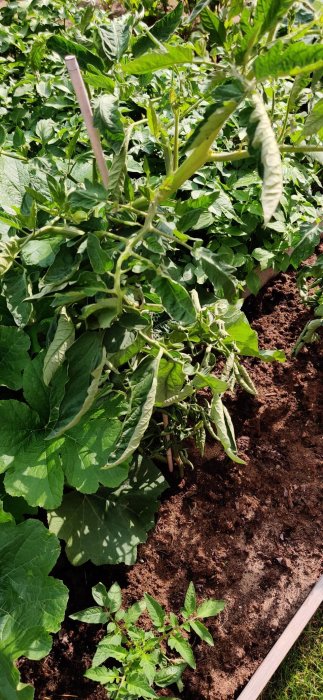 Tomatplantor med få tomater och en blomkålsplanta i ett soligt trädgårdsland.