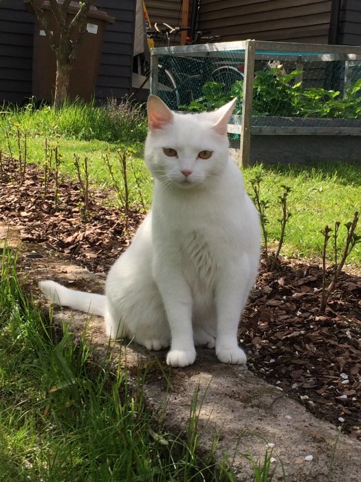 Vit katt sitter upp i en trädgård med grönsaksland och buskar i bakgrunden.