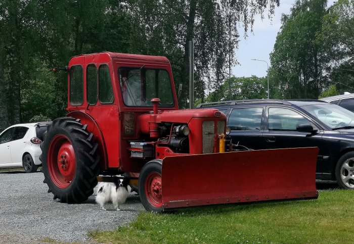 Röd veterantraktor med snöplog framför och en liten hund som står intill på parkeringen.