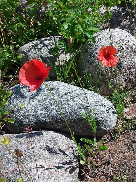 Två röda vallmoblommor mellan gråa stenar och bland grön växtlighet i trädgårdsmiljö.
