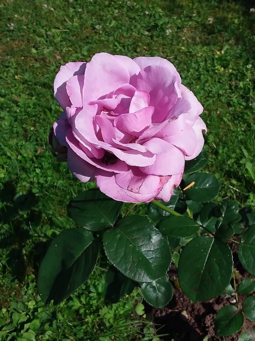 Närstudie av en nyutsprungen, ljusrosa ros mot en bakgrund av grönt gräs och lövverk.