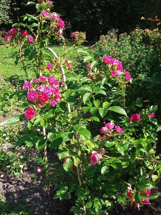 Rosbuske med blommande rosa rosor i en trädgård med gröna löv och bakgrunden av andra blommor.
