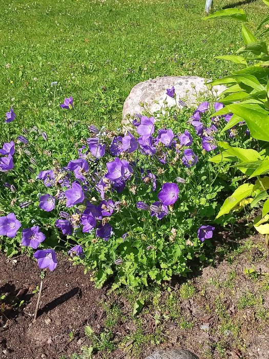 En växt som liknar luktärt med lila blommor i en trädgård, intill en sten och grönt gräs.