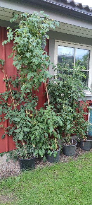 Tretton tomatplantor i krukor framför röd husvägg, vissa med stödpinnar och blommor.