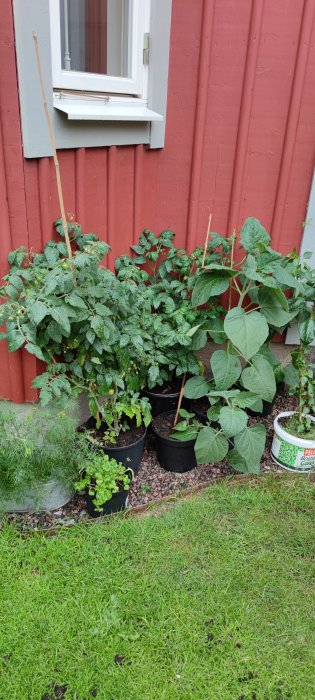 Tretton tomatplantor i svarta krukor bredvid röd husvägg och fönster, några plantor med grön stödpinne.