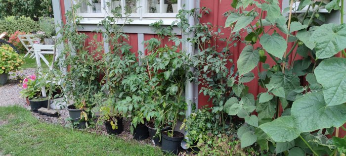Tomatplantor i krukor vid en röd husvägg, några med ovanlig tillväxt utan blommor.