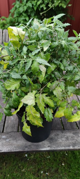 Tomatplanta med tätt sammansatta gröna blad i svart kruka, utan synlig stam eller blommor.