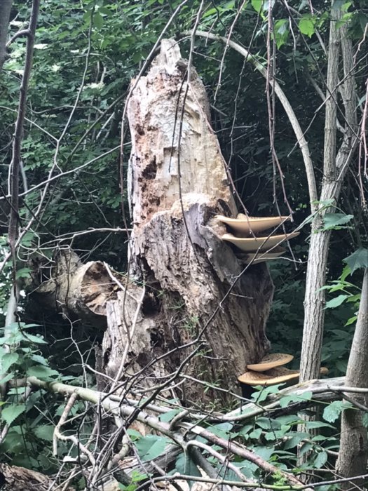 En stubbe i skogen med svampar som växer på sidan, omringad av gröna blad och kvistar.