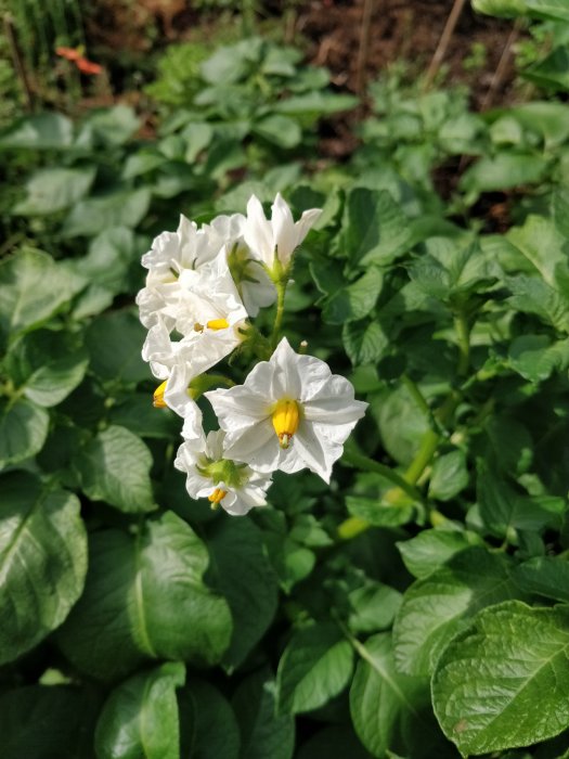 Vit blommande potatisplanta med synlig grönska och en liten knopp.