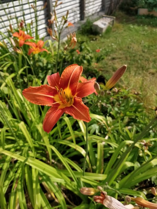 En blommande orange lilja framför gröna blad i en trädgård med suddig bakgrund.