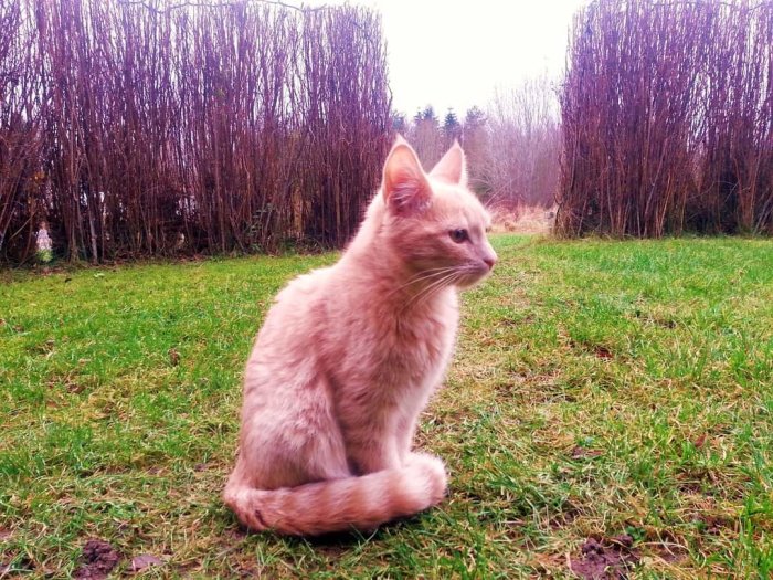 Orange katt med lång svans ringlad runt fötterna sitter på en gräsmatta.