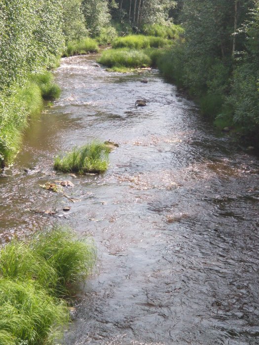 Landskapsbild av en flod omgiven av gröna växter och träd under dagsljus.