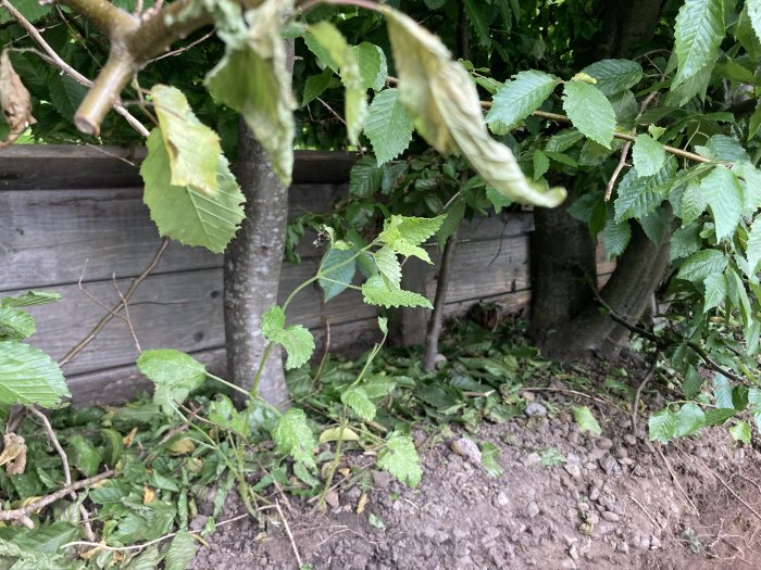 Häck planterad nära en luten stödmur av trä, med synliga häckstammar och sättning i marken framför muren.