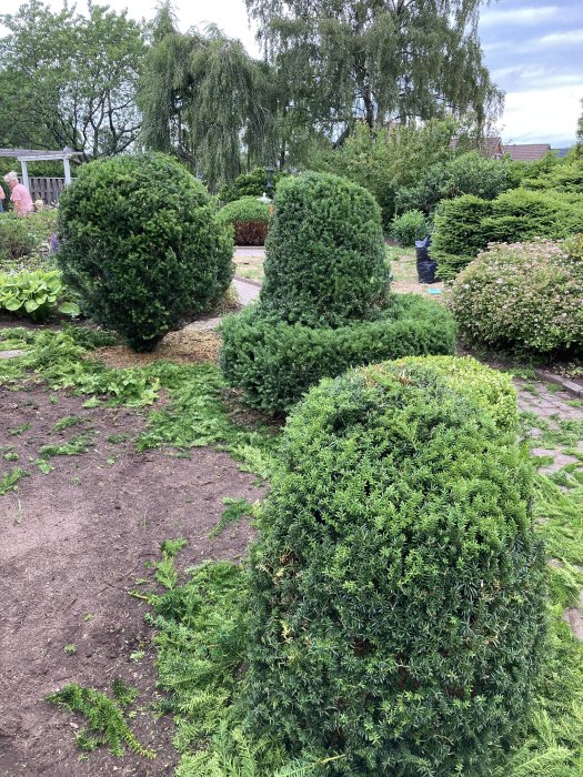 Välklippta häckar i en trädgård med en person i bakgrunden som arbetar.