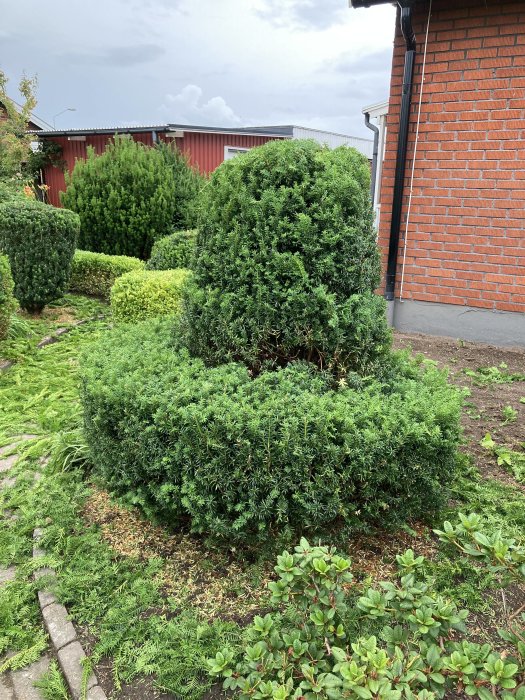 Oklippta häckar bredvid en tegelhusvägg och en grusgång, med klippta grenar på marken.