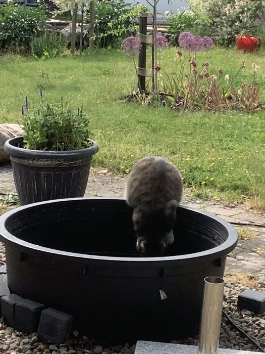 En katt sträcker sig ner i en upp och ner vänd vattenskål i en trädgård.