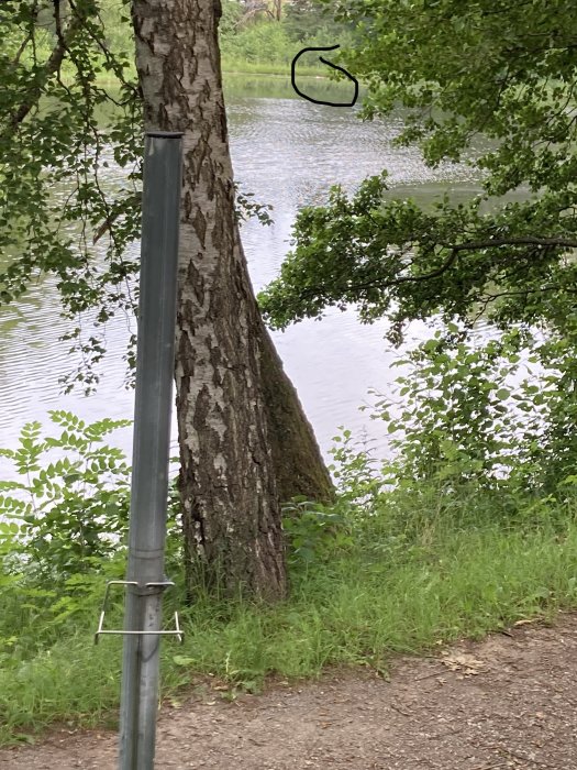 Stolpe och träd vid sjökant med en suddig livboj i bakgrunden, skymd av gröna löv.