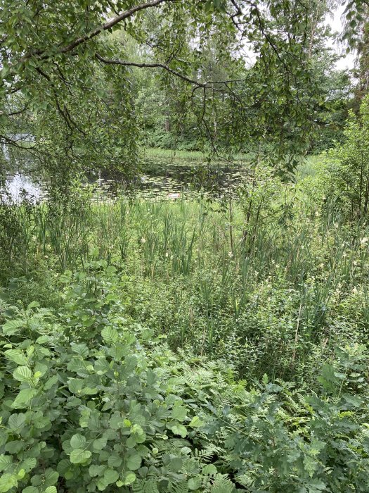 En snöraka synlig i en damm bakom grönskande växtlighet, antyder arbete vid vattnet.