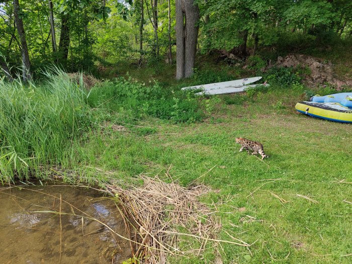 Bengalkatt promenerar i gräset vid en damm, med kanoter i bakgrunden på landet.