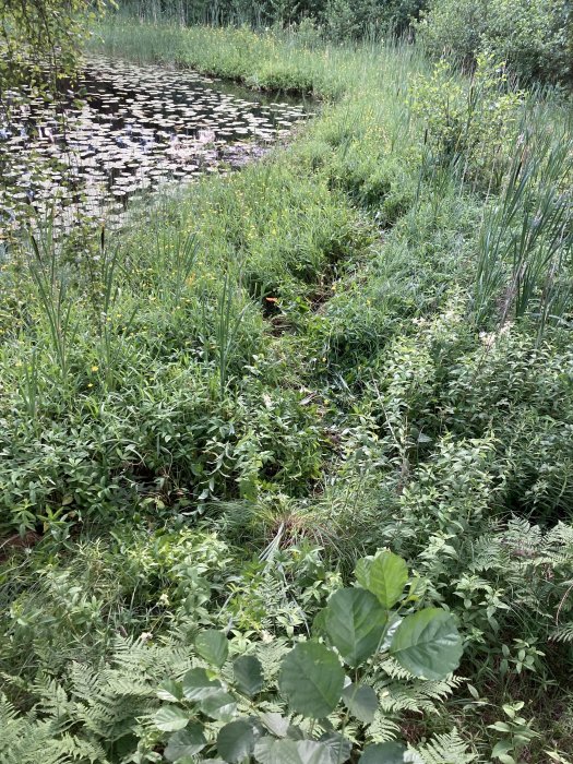 Lummig grönska och vegetation nära en damm med näckrosor, en stig leder ner mot vattnet.
