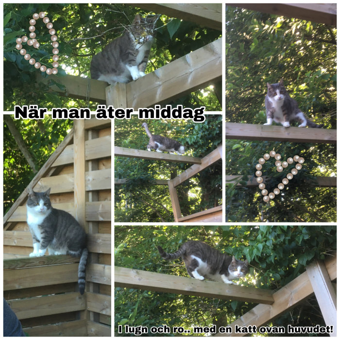 Kollage av en katt i olika poser på en träpergola mot en bakgrund av gröna löv.