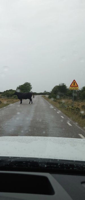 Ko korsar vägen med en varningsskylt för djur på vägen i bakgrunden, sett från bilens perspektiv.