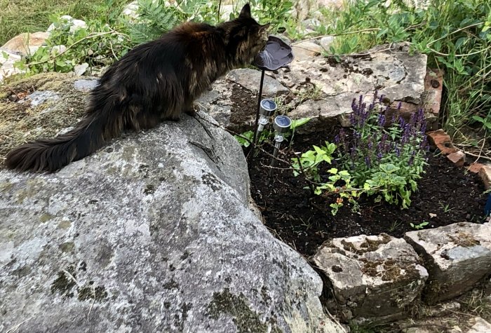 Långhårig katt observerar en trädgård med stenar, ett fågelbad och nyplanterad stäppsalvia.