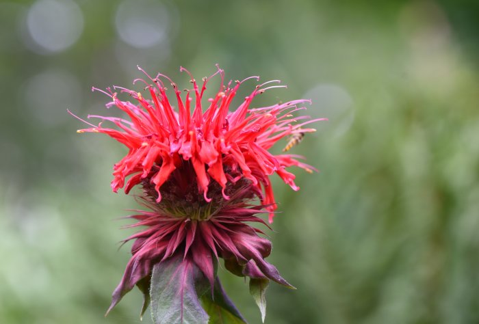 Röd Monarda 'Cambridge Scarlet' blomma med utstickande stadkanter mot suddig grön bakgrund.