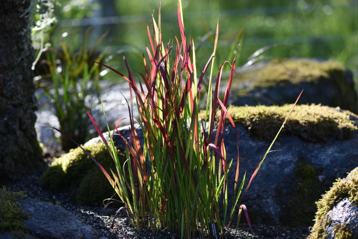Imperata cylindrica 'Red Baron', japanskt blodgräs i solljus med mossa och stenar.