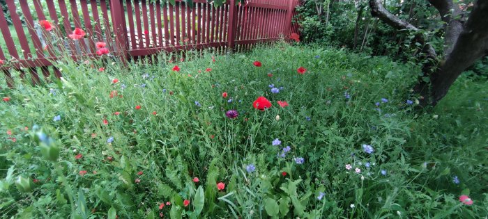 En blomstrande äng med blandning av röd vallmo, blåklint och annan grönska.