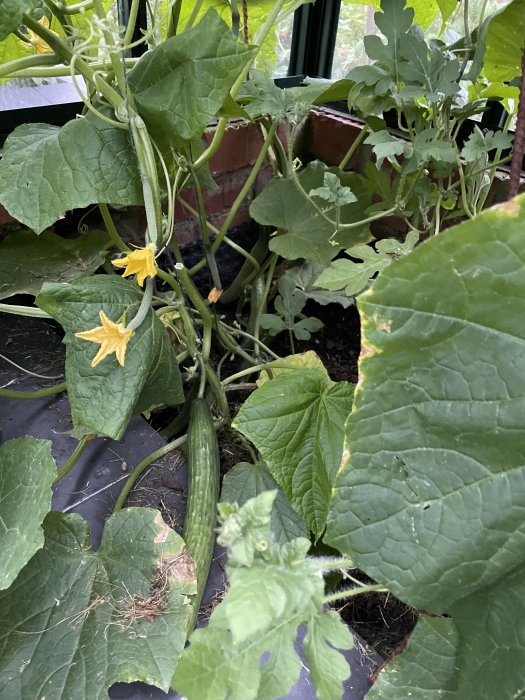 Odlade grönsaker i trädgården med fokus på en Red noodle böna och blommande gurkväxt.