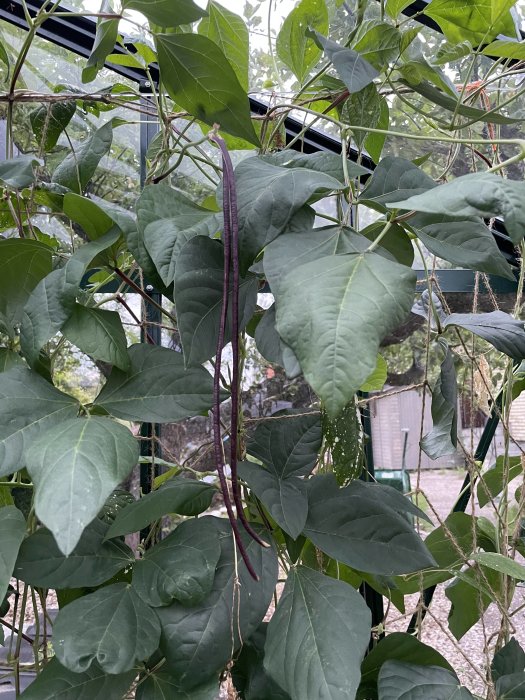 Lummigt växtlandskap med två långa lila bönor som hänger bland gröna blad.