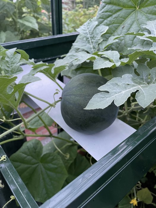 En melon som växer i växthus, omgiven av gröna blad och rankor.
