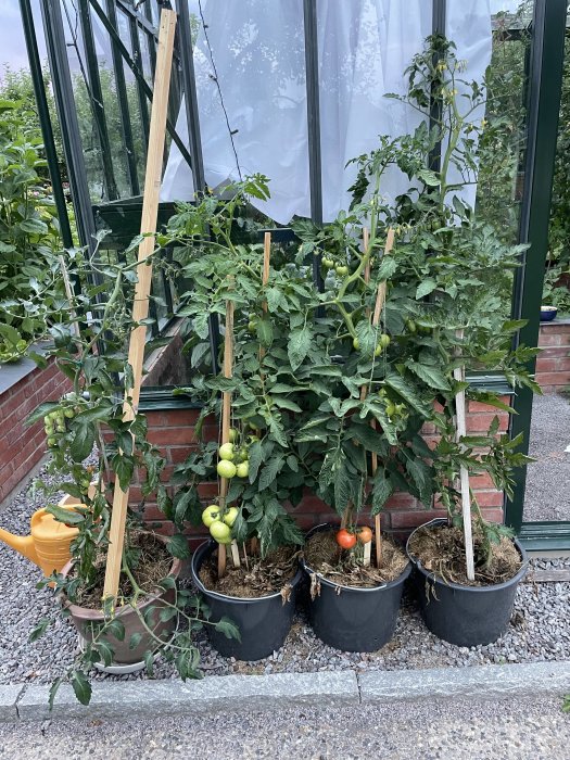 Tomatplantor och Red noodle bönor som växer i krukor vid ett växthus.