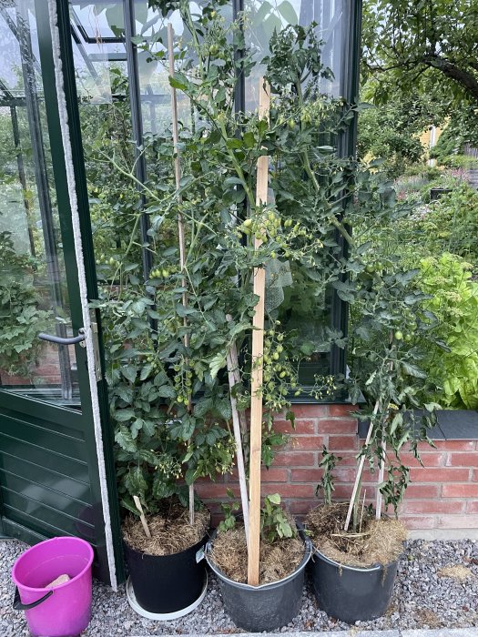 Tomatplantor och bönstjälkar som växer i krukor framför ett växthus.