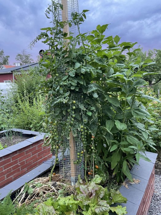Översållad köksträdgård med klängande tomater och en hög planta med några bönor.