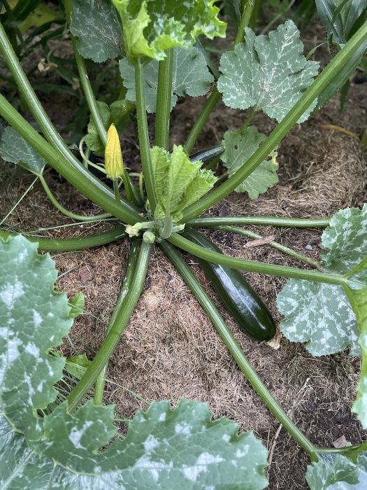 Grönsaksland med en stor zucchini och blommande squash, omringad av frodig grönska och halm.