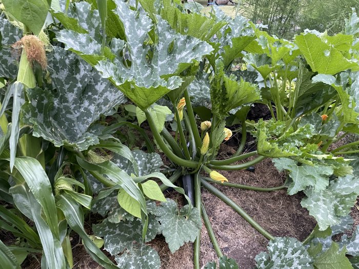 Översikt av ett övervuxet kålland med zucchiniblommor och ett par synliga Red Noodle-bönor.