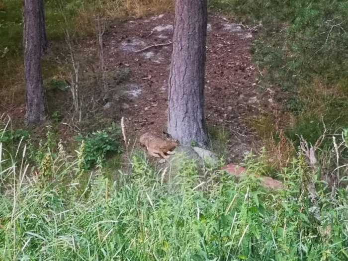 En räv som smyger i skogsbrynet bland träd och grönska.