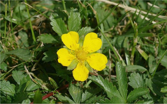 Gula blommor av Revfingerört i gräsmatta, indikation på svårighet att utrota ogräset.