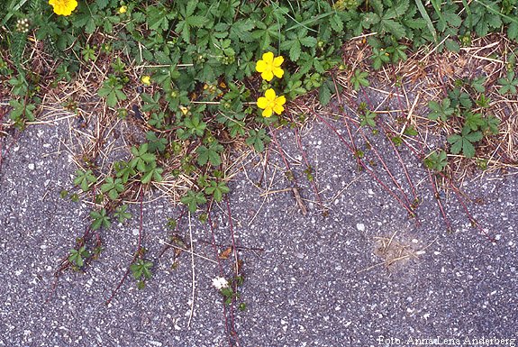 Revfingerört med långa revor och gula blommor som växer genom gräs och grusyta.