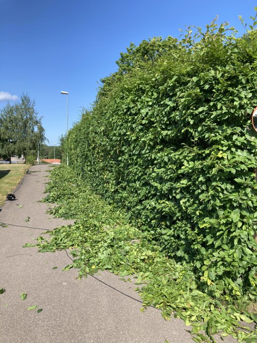 Överväxt häck längs en gångväg med nedklippta grenar och löv på marken.