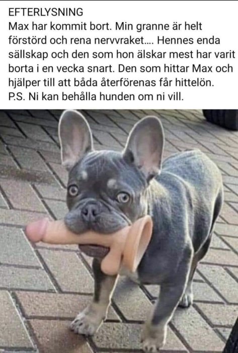 Fransk bulldogg med ett stor öra-formad leksak i munnen står på ett stenlagt golv.