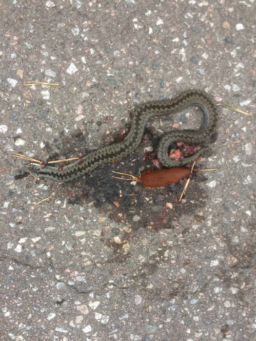 Platt ormkropp på marken med synlig skada, antydan om interaktion med en mördarsnigel.