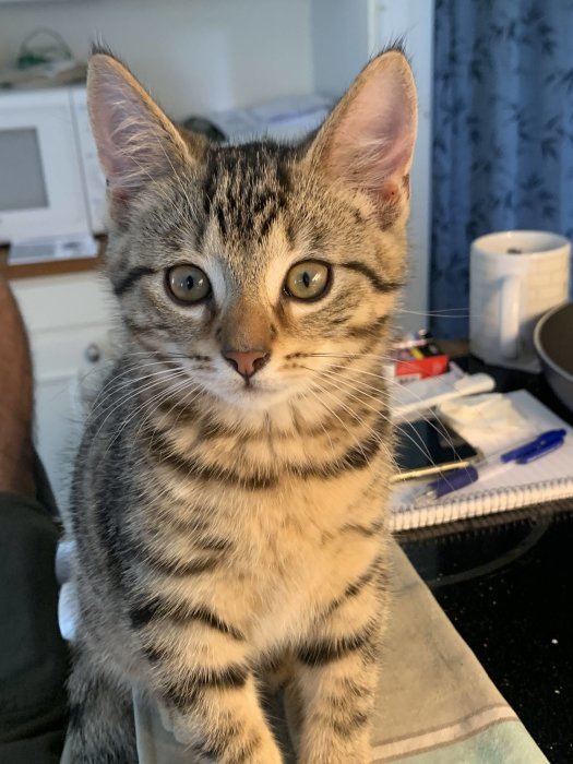 En ung randig kattunge med stora ögon sitter framför kameran på ett bord.