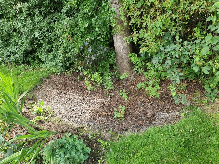 Blodlönn med beskärningsbehov, omgiven av buskar och fyllnadsmassa vid foten.